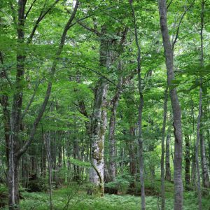 Trekking the Beech Tree Forests