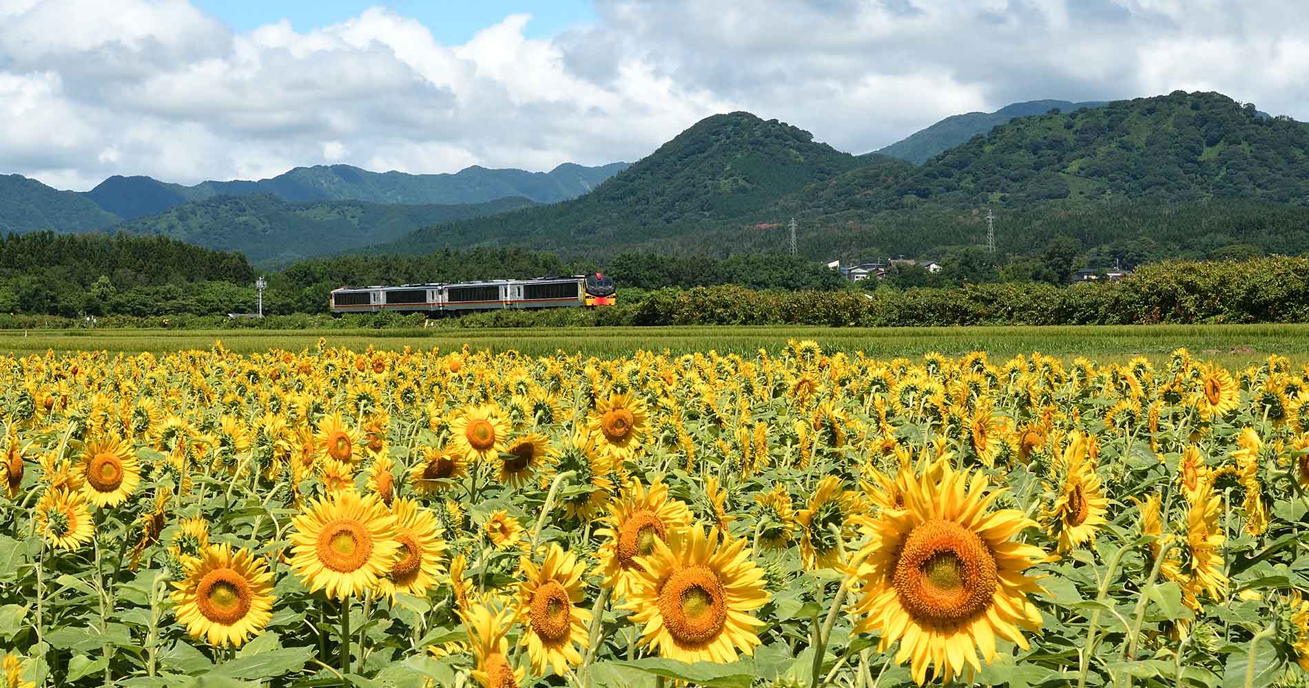 The Resort Shirakami passes by fields of sunflowers.