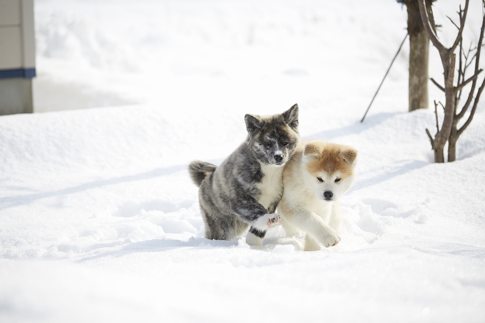 Akita Puppies in Snow