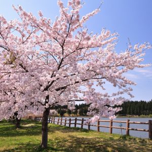 Cherry blossoms to bloom early this year!