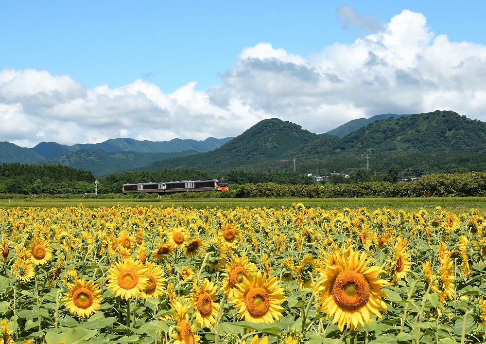 Resort Shirakami Train passing through sunflower field