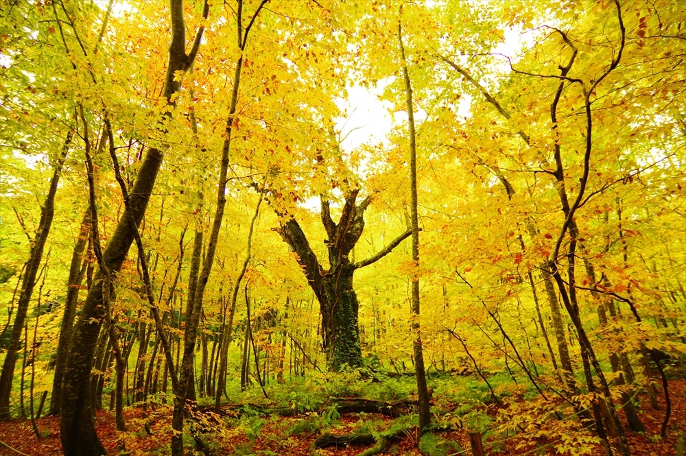 Dakedai Forest in autumn.