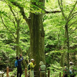 Shirakami Sanchi Secret Forest Tour and Onsen Soak!