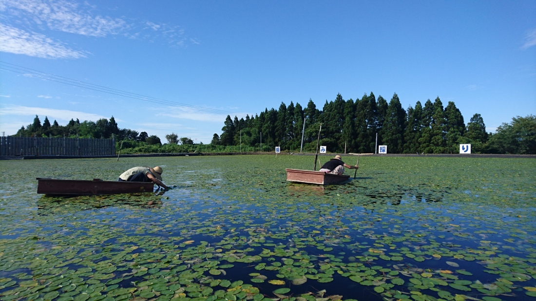 Harvesting junsai.
