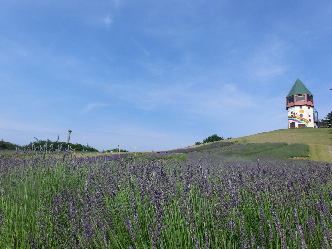 Lavender fields at Ponpoko Yama Park.