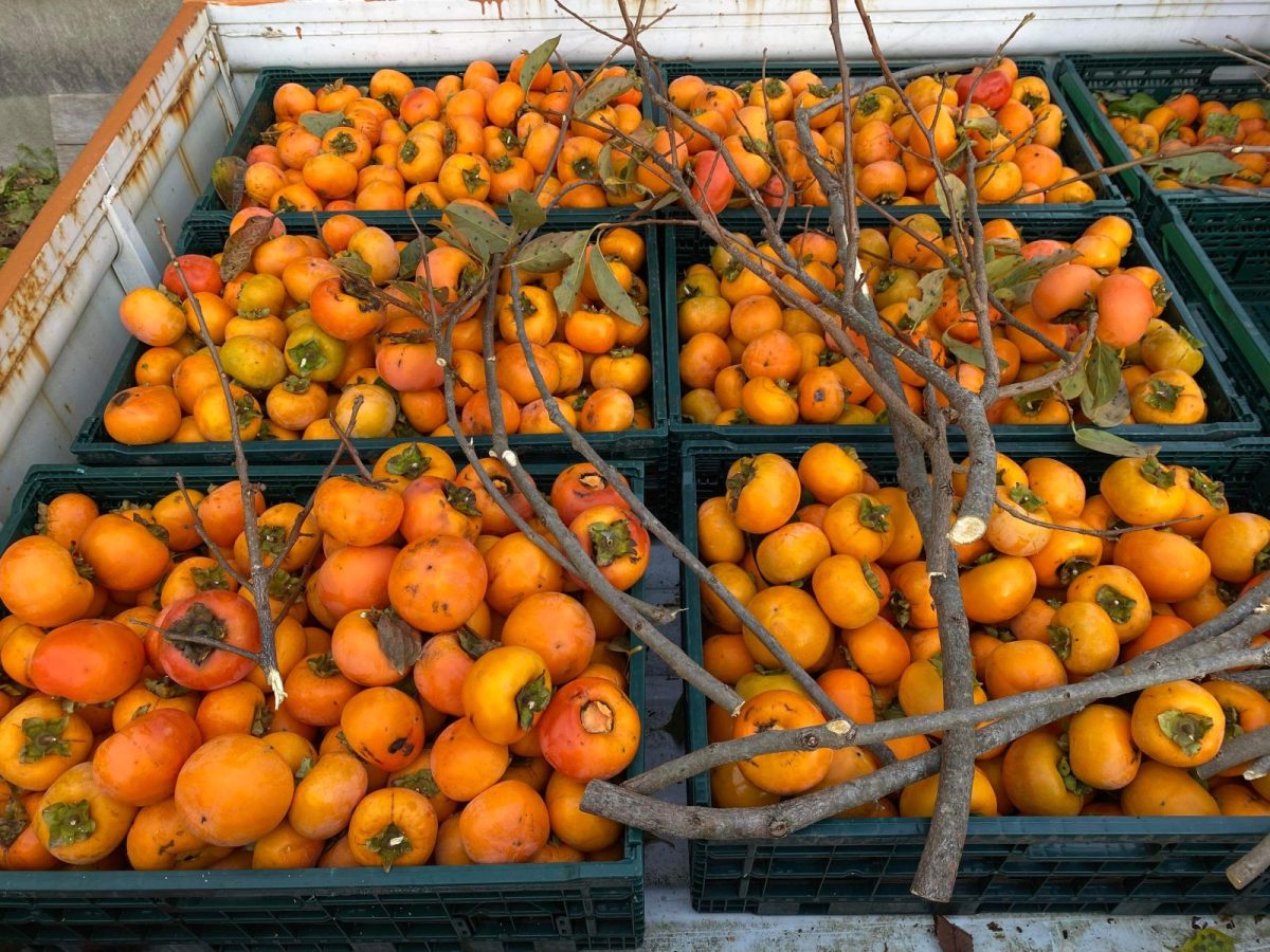 Kaki: The Miracle Japanese Persimmon - Savvy Tokyo