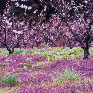 Beyond Cherry Blossoms: Exploring Akita Shirakami’s Vibrant Spring Delights