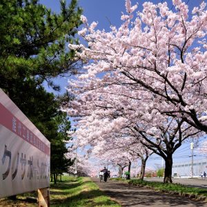 Explore Akita Shirakami Sanchi’s Hidden Cherry Blossom Spots with Our My Map