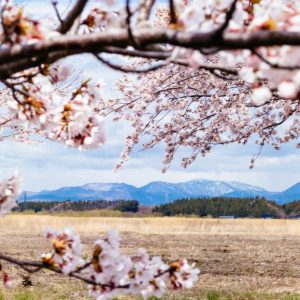 Explore 7 Hidden Cherry Blossom Gems in Akita’s Shirakami Sanchi for 2025