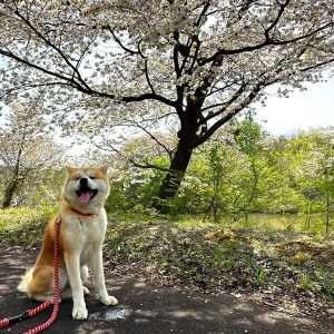 Meet an Akita Dog and Make Traditional Kiritanpo with a Local Host