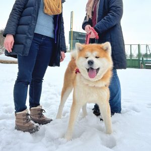 2025 Akita Winter Activities in Tohoku – Enjoy Up to 50% Off