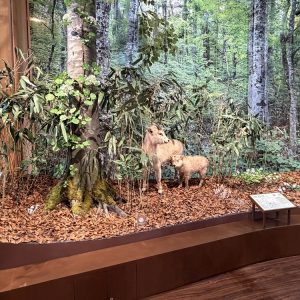 Shirakami Sanchi World Heritage Center (Fujisato)