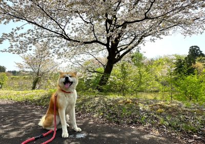 秋田犬