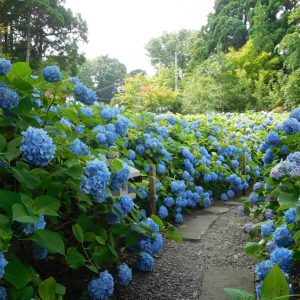 秋田自由行行程推薦！男鹿雲昌寺3萬株繡球花與白神山地十二湖絕景